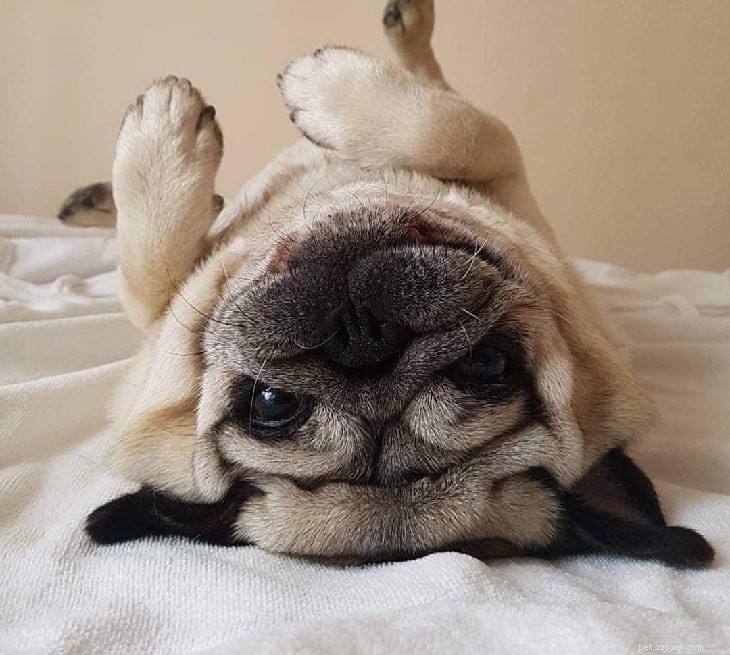 Adorable Pug Puppies Gallery: Cute & Charming Companions