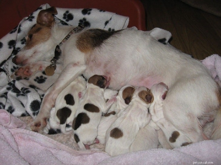 Jack Russell Terrier Puppies: A Comprehensive Guide to Their Healthy Development