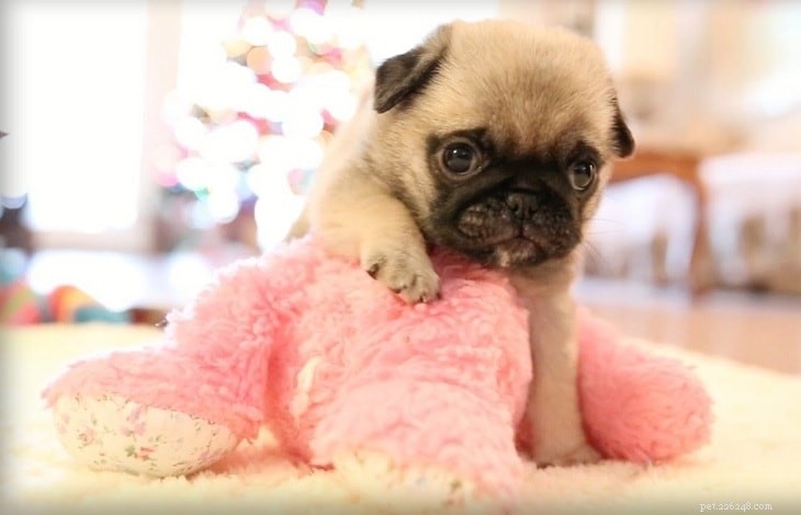 Adorable Pug Puppies Gallery: Cute & Charming Companions