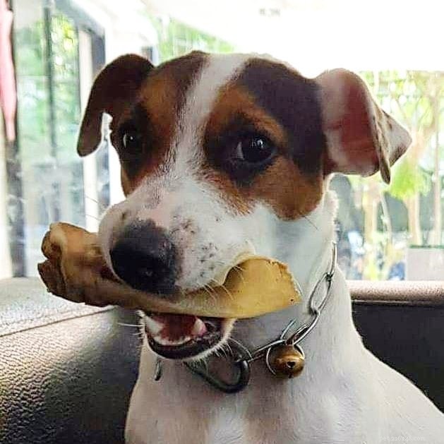 Jack Russell Terrier Puppies: A Comprehensive Guide to Their Healthy Development