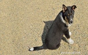 Lapponian Herder Puppies: Care, Cost, and Developmental Guide