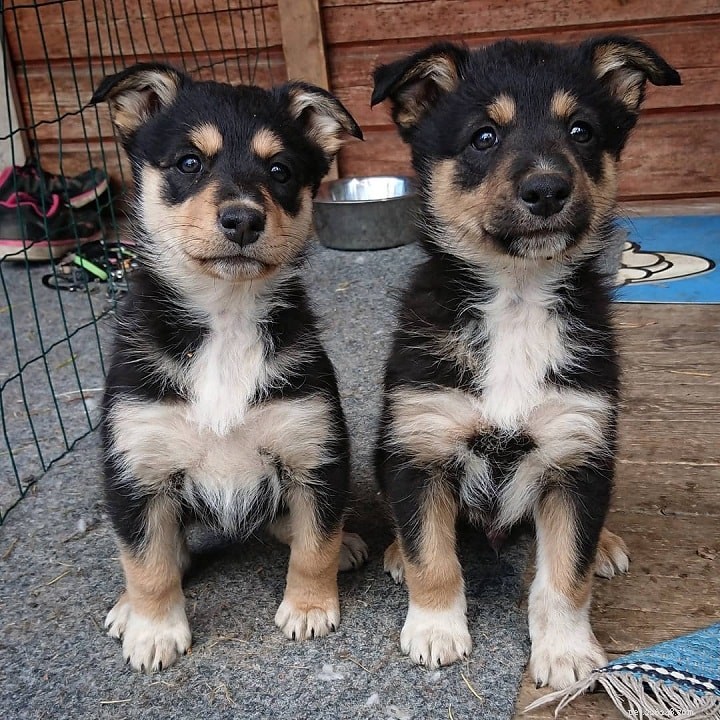 Lapponian Herder Puppies: Care, Cost, and Developmental Guide