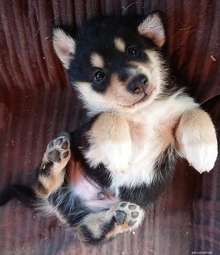 Lapponian Herder Puppies: Care, Cost, and Developmental Guide