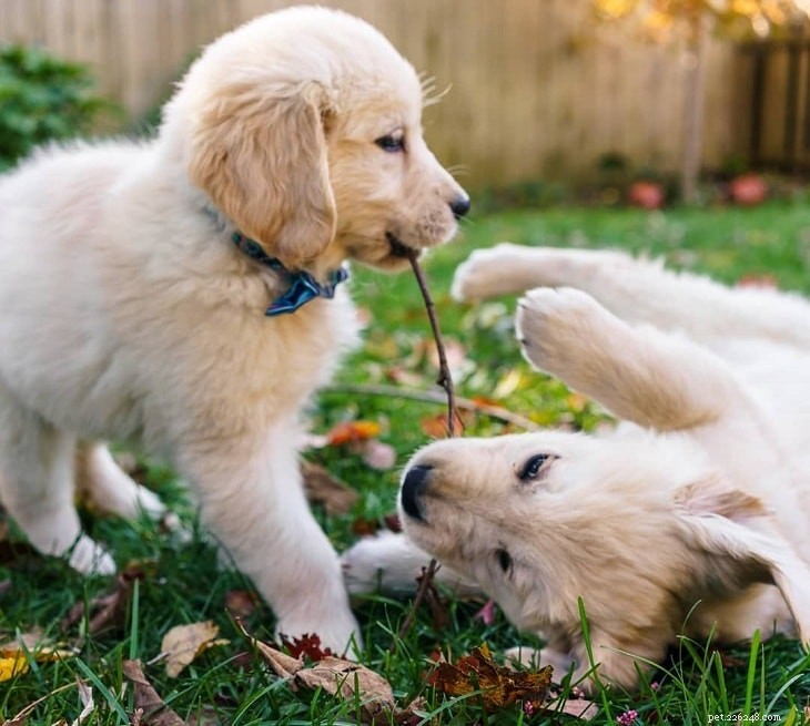 Everything You Need to Know About Labrador Retriever Puppies
