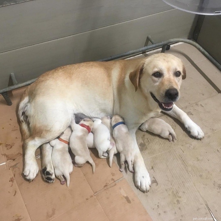 Everything You Need to Know About Labrador Retriever Puppies