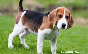 American Foxhound Puppies: Care, Development, and Breeding Guide