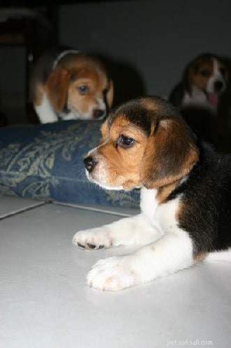 American Foxhound Puppies: Care, Development, and Breeding Guide