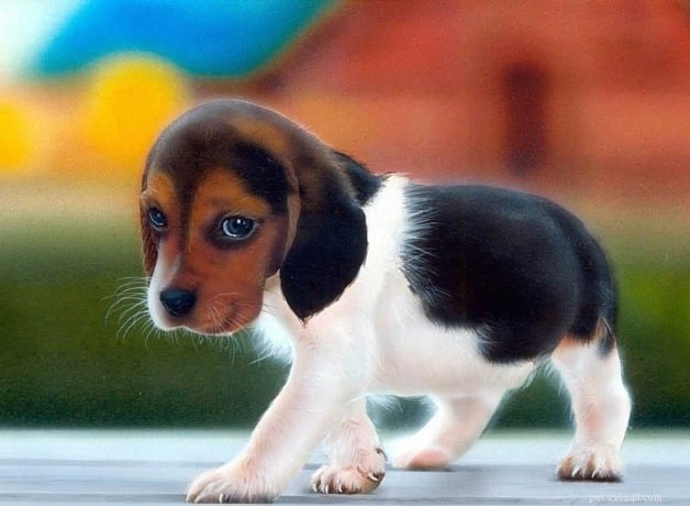 American Foxhound Puppies: Care, Development, and Breeding Guide