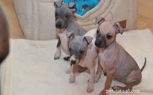 American Hairless Terrier Puppies: Care, Development, and Breeding Guide