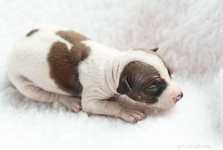 American Hairless Terrier Puppies: Care, Development, and Breeding Guide