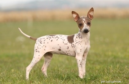 American Hairless Terrier Puppies: Care, Development, and Breeding Guide