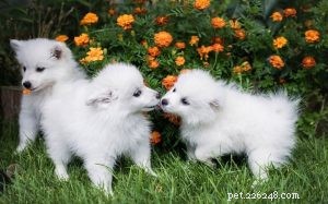 American Eskimo Puppies: Care, Development, and Family Companion Guide
