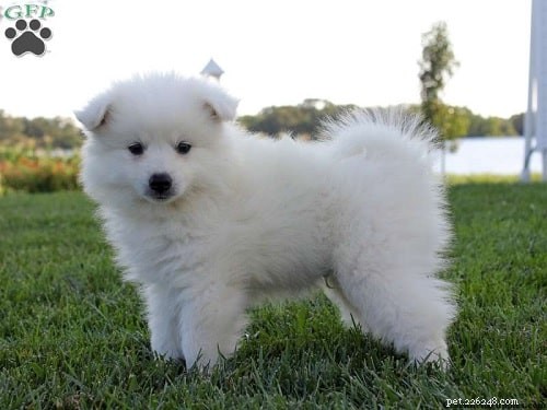 American Eskimo Puppies: Care, Development, and Family Companion Guide