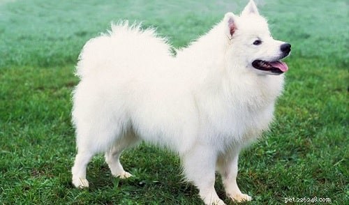American Eskimo Puppies: Care, Development, and Family Companion Guide