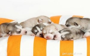 Alaskan Malamute Puppies: Growth, Care, and Development
