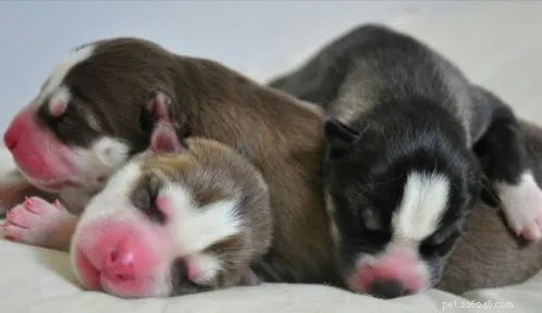 Alaskan Malamute Puppies: Growth, Care, and Development