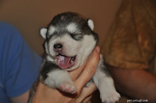 Alaskan Malamute Puppies: Growth, Care, and Development