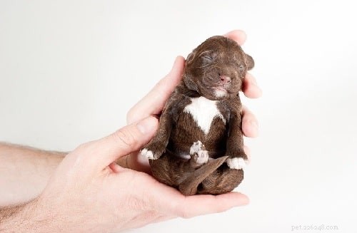 Barbet Puppies: A Guide to Raising Healthy, Energetic French Hunting Dogs