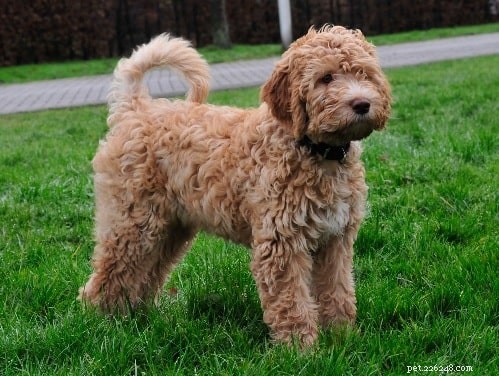 Barbet Puppies: A Guide to Raising Healthy, Energetic French Hunting Dogs