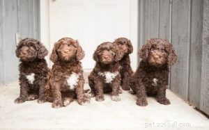 Barbet Puppies: A Guide to Raising Healthy, Energetic French Hunting Dogs