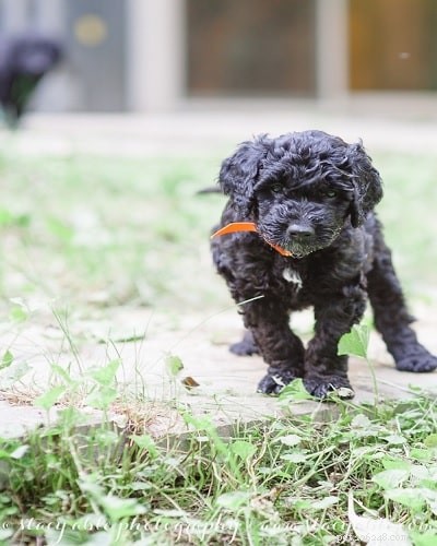 Barbet Puppies: A Guide to Raising Healthy, Energetic French Hunting Dogs