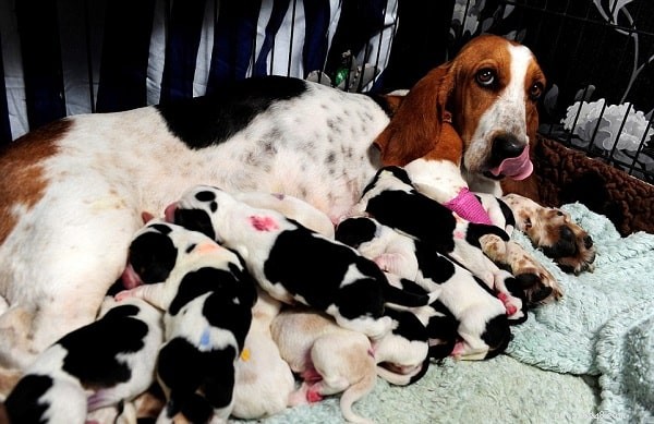 Basset Hound Puppies: Breeding Facts, Ideal Gestation, and Pricing Guide