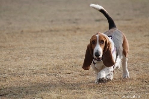Basset Hound Puppies: Breeding Facts, Ideal Gestation, and Pricing Guide