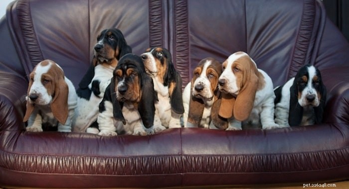 Basset Hound Puppies: Breeding Facts, Ideal Gestation, and Pricing Guide