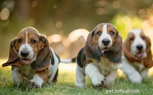 Basset Hound Puppies: Breeding Facts, Ideal Gestation, and Pricing Guide