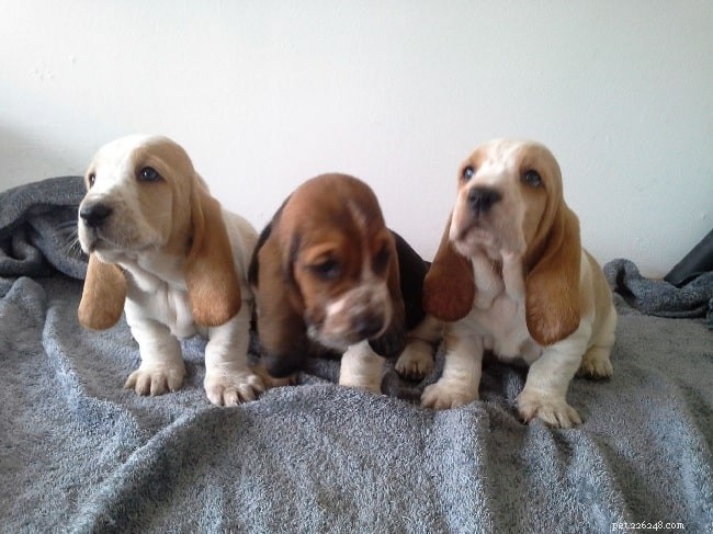 Basset Hound Puppies: Breeding Facts, Ideal Gestation, and Pricing Guide