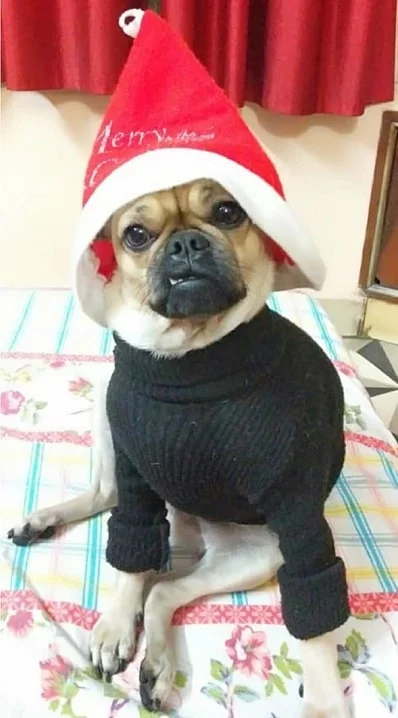 Adorable Puggle Puppies: Cute Photos & Fascinating Facts