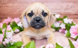Adorable Puggle Puppies: Cute Photos & Fascinating Facts