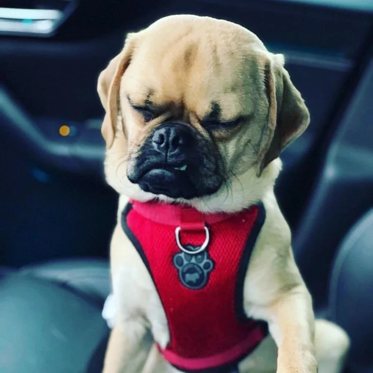 Adorable Puggle Puppies: Cute Photos & Fascinating Facts