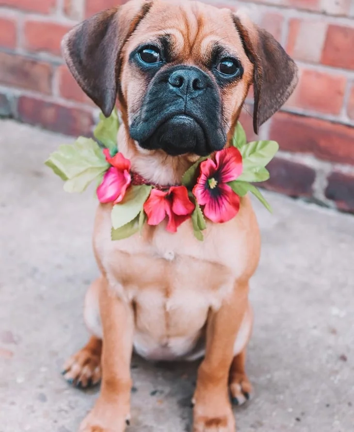 Adorable Puggle Puppies: Cute Photos & Fascinating Facts