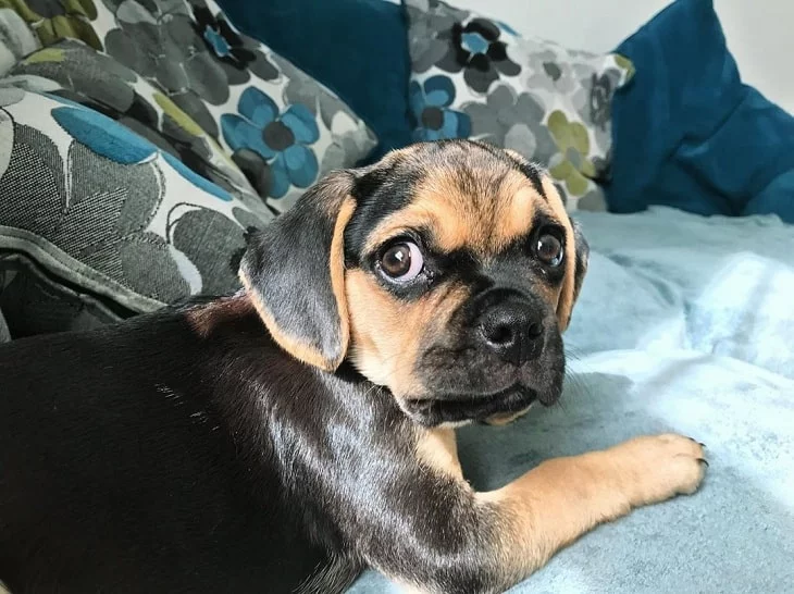 Adorable Puggle Puppies: Cute Photos & Fascinating Facts