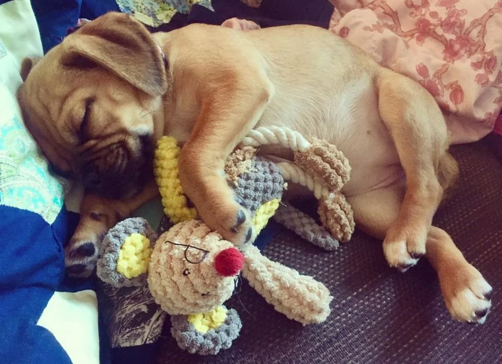 Adorable Puggle Puppies: Cute Photos & Fascinating Facts