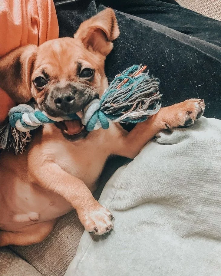 Adorable Puggle Puppies: Cute Photos & Fascinating Facts