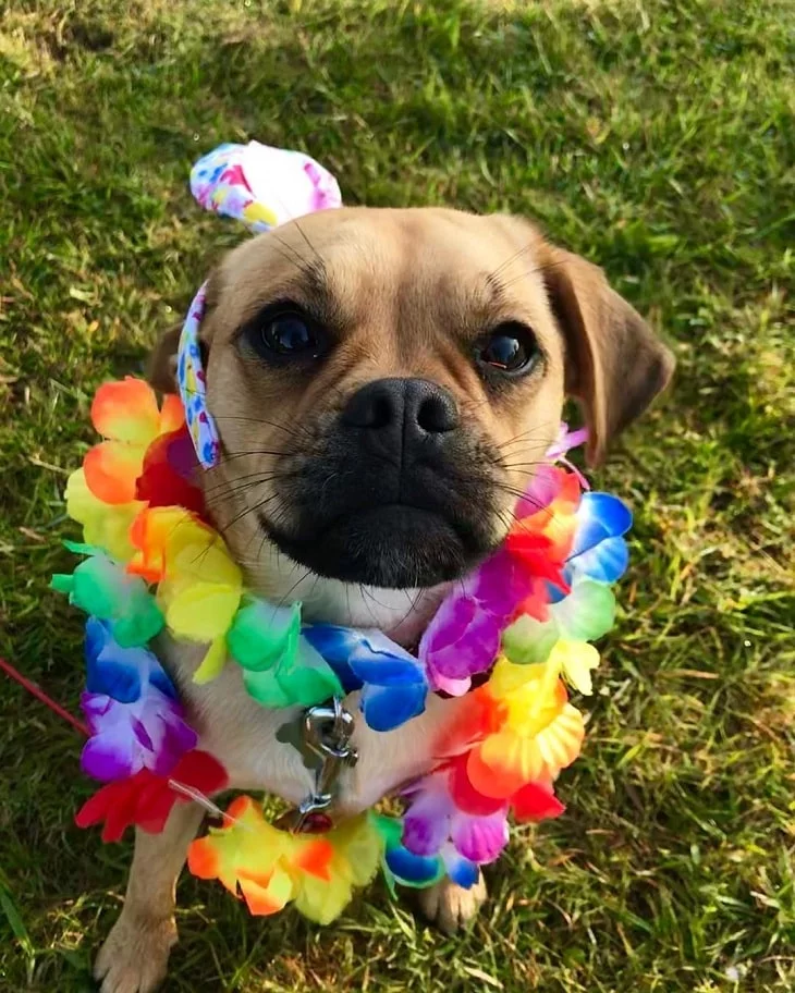 Adorable Puggle Puppies: Cute Photos & Fascinating Facts