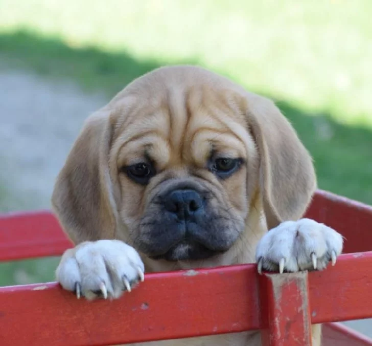 Adorable Puggle Puppies: Cute Photos & Fascinating Facts