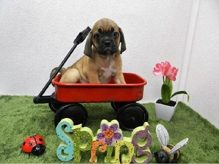 Adorable Puggle Puppies: Cute Photos & Fascinating Facts