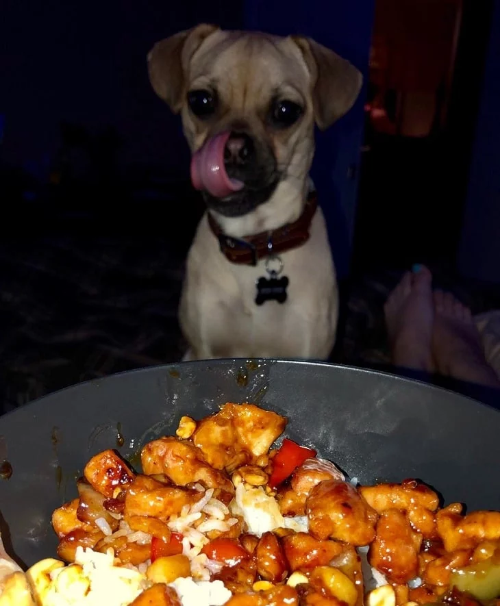 Adorable Puggle Puppies: Cute Photos & Fascinating Facts