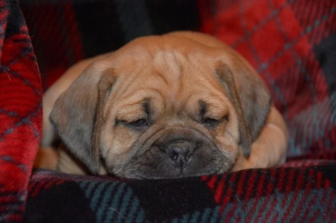 Adorable Puggle Puppies: Cute Photos & Fascinating Facts