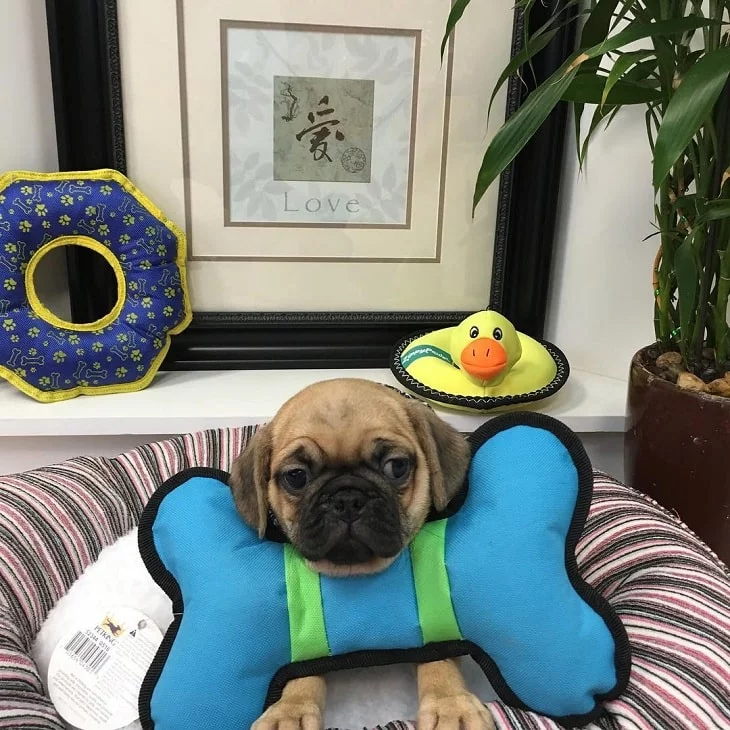 Adorable Puggle Puppies: Cute Photos & Fascinating Facts