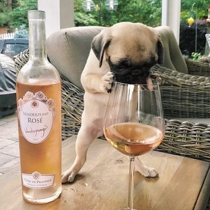 Adorable Puggle Puppies: Cute Photos & Fascinating Facts