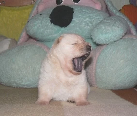 Chow Chow Puppies: Characteristics, Growth, and Care Guide