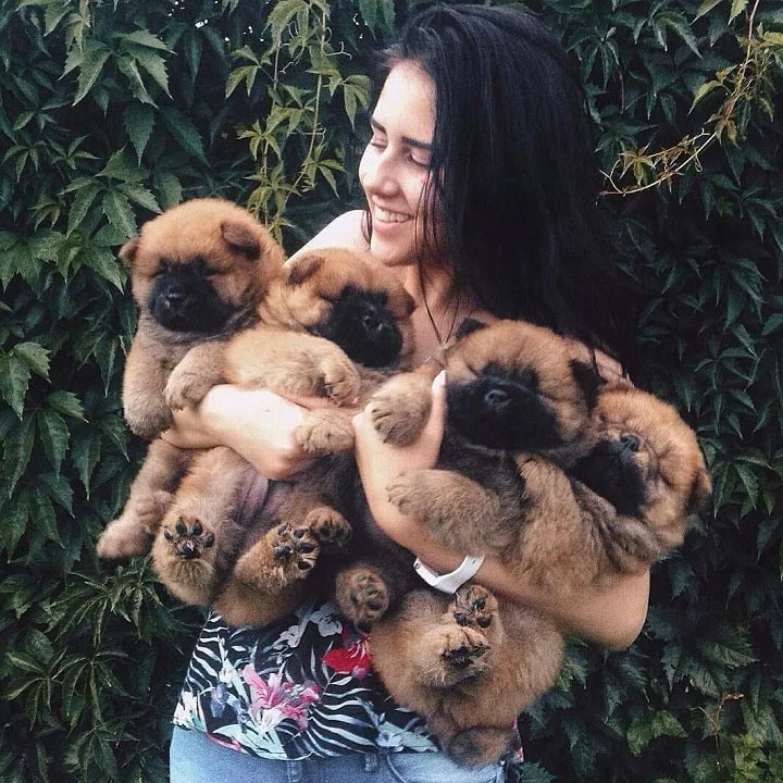 Chow Chow Puppies: Characteristics, Growth, and Care Guide
