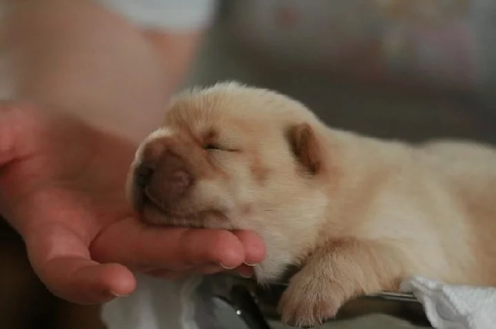 Chow Chow Puppies: Characteristics, Growth, and Care Guide