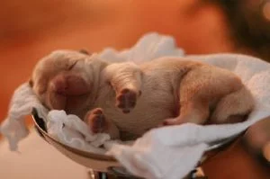Chow Chow Puppies: Characteristics, Growth, and Care Guide
