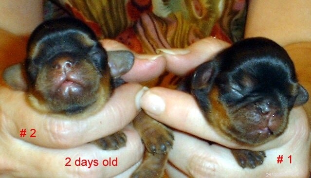 English Toy Spaniel Puppies: Rapid Growth & Early Maturity