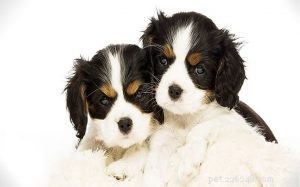 English Toy Spaniel Puppies: Rapid Growth & Early Maturity